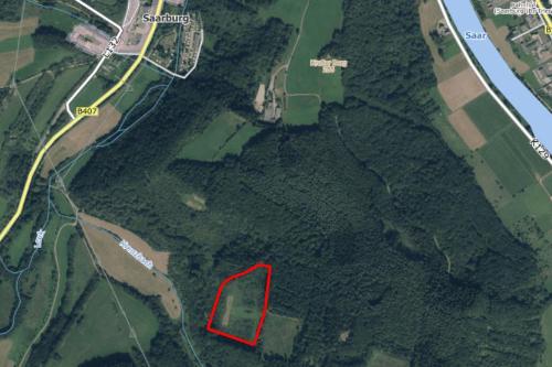 Luftbild_Baumpflanzaktion