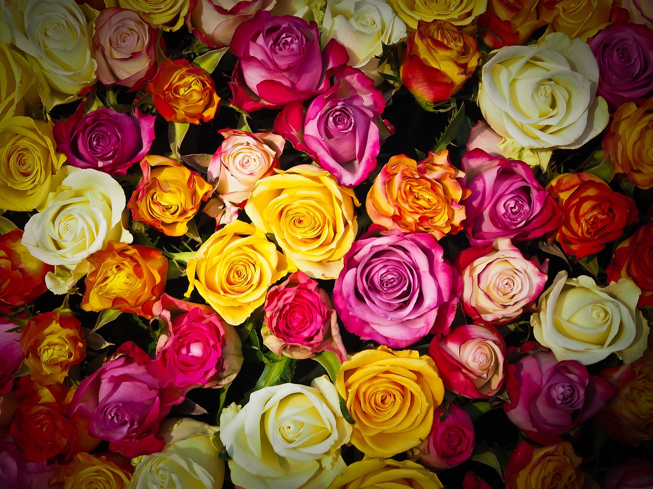 Rosen